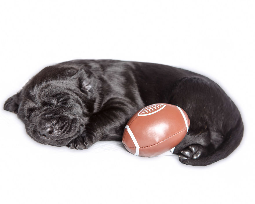 Our Family Adopted A Young Labrador And She Surprised Us With 12 Puppies