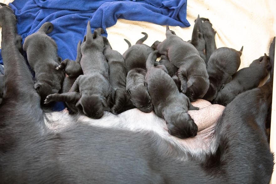 Our Family Adopted A Young Labrador And She Surprised Us With 12 Puppies Our Family Adopted A Young Labrador And She Surprised Us With 12 Puppies