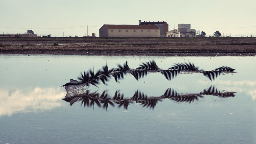 10 Stunning Photos That Capture The Flight Patterns Of Birds By Xavi Bou 10 Stunning Photos That Capture The Flight Patterns Of Birds By Xavi Bou