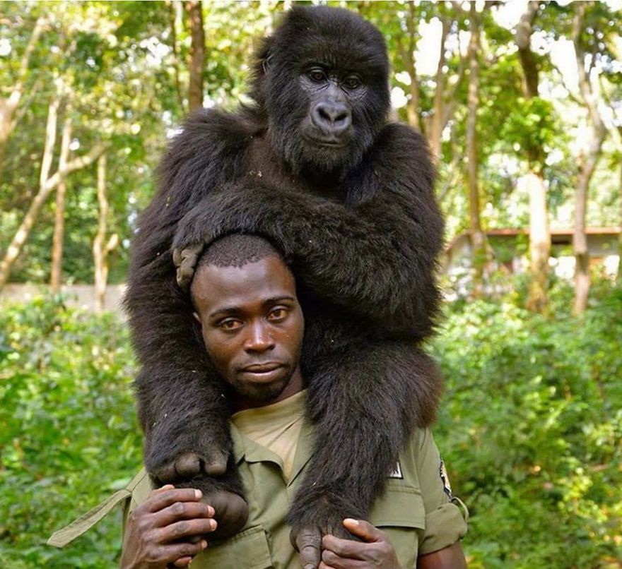 Gorillas Pose For Selfies With Anti-Poaching Rangers In Congo Gorillas Pose For Selfies With Anti-Poaching Rangers In Congo