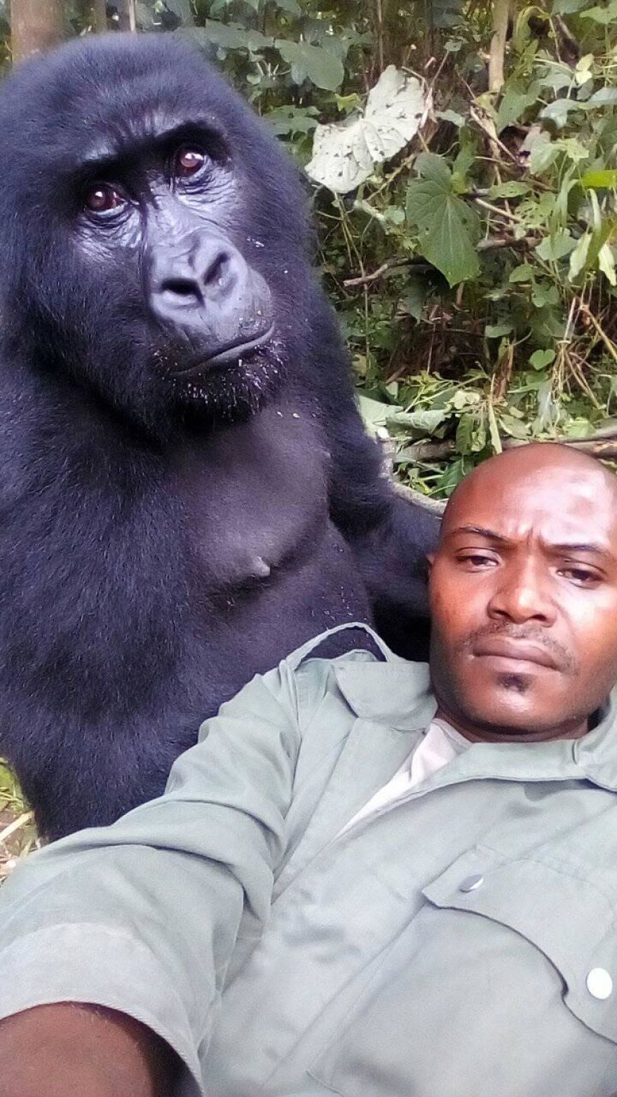 Gorillas Pose For Selfies With Anti-Poaching Rangers In Congo Gorillas Pose For Selfies With Anti-Poaching Rangers In Congo