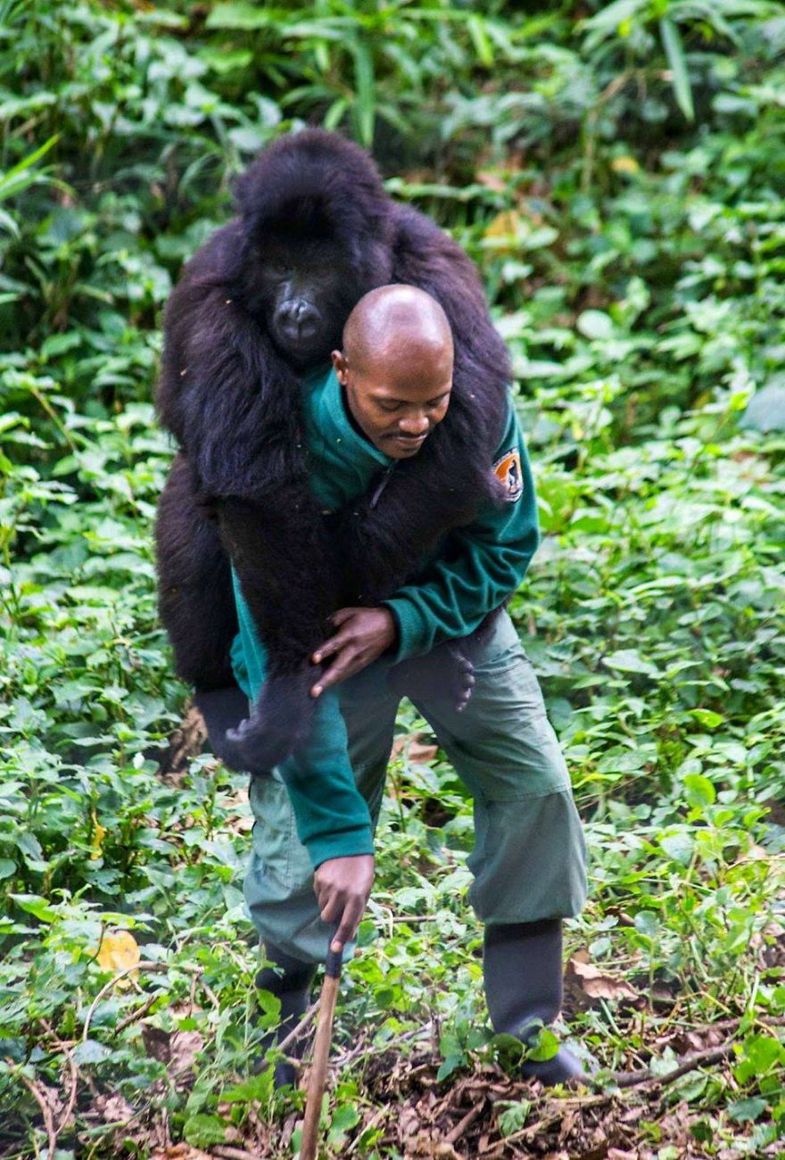Gorillas Pose For Selfies With Anti-Poaching Rangers In Congo Gorillas Pose For Selfies With Anti-Poaching Rangers In Congo