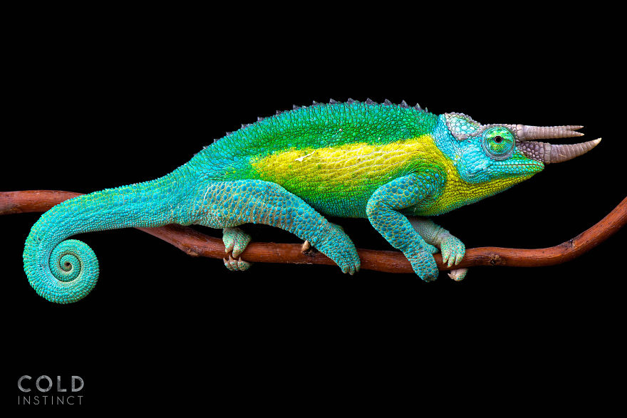 Jackson’s Chameleon