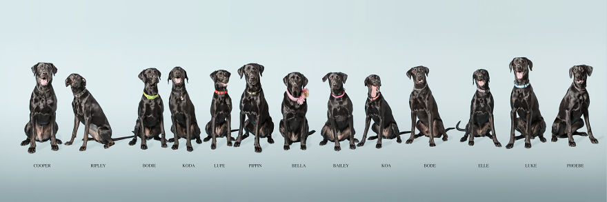 Our Family Adopted A Young Labrador And She Surprised Us With 12 Puppies