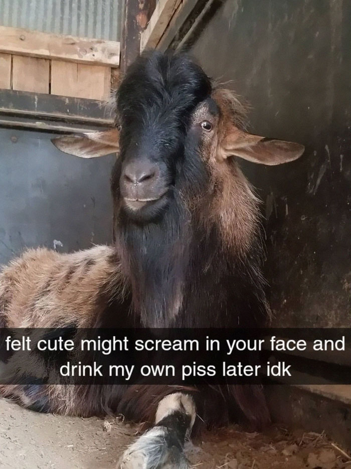 Funny-Feeling-Cute-Challenge