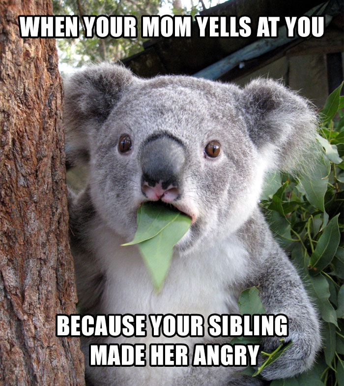 Koala looking surprised eating a leaf, caption about siblings causing trouble for mom.