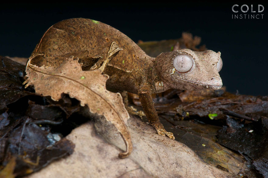 Satanic Leaf-Tailed Gecko
