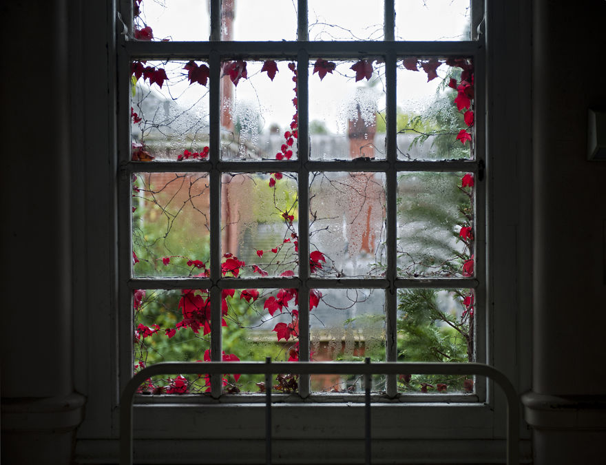 The Victorians Were Always More Partial To Ivy