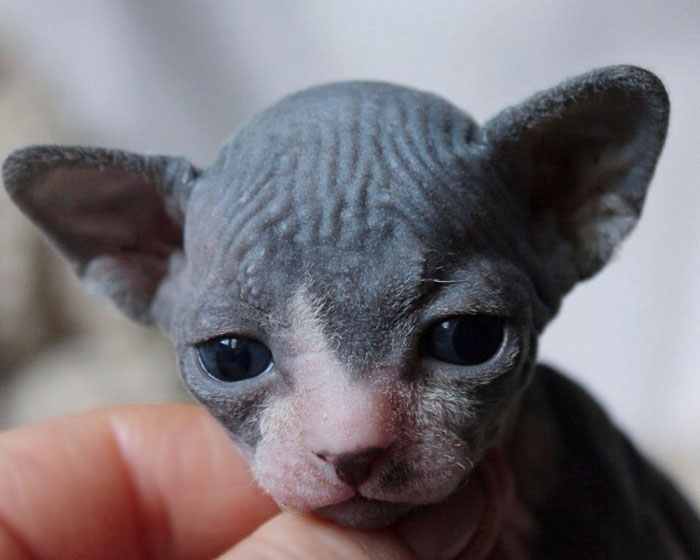 Grey baby sphynx cat in hands