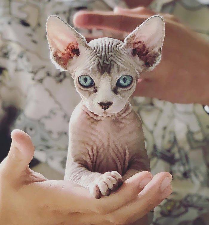 Sphynx cat in hands