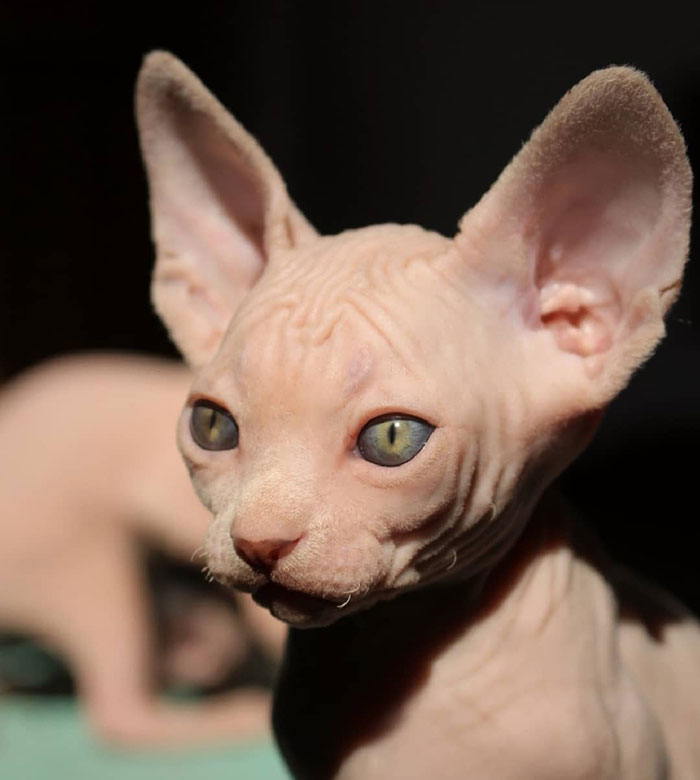 Sphynx cat portrait