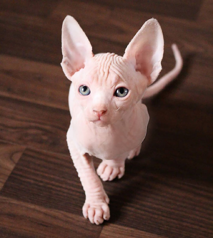 Pinkish sphynx cat on dark brown parquet flooring