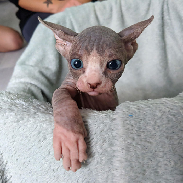 Sphynx kitty with blue eyes on a grey soft blanket