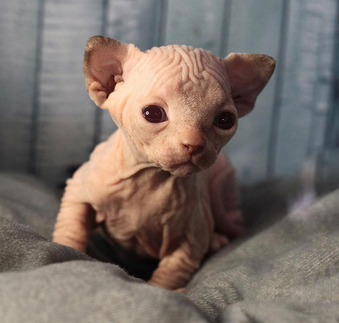 Small sphynx kitten on grey blanket
