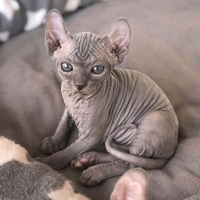 Sphynx cat on blanket