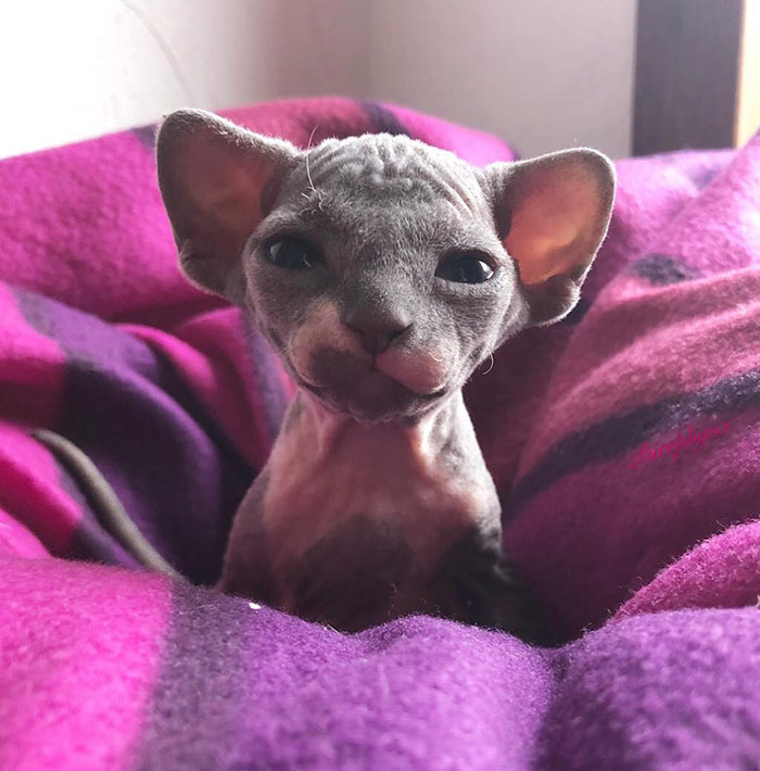 Sphynx kitty in a purple soft blanket
