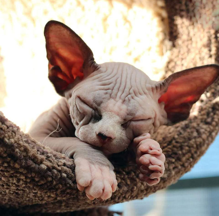 Sphynx cat sleeping