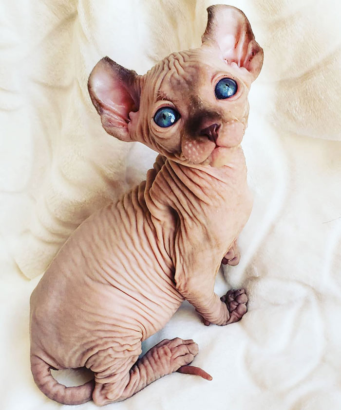 Wrinkled sphynx cat sitting on a white soft blanket