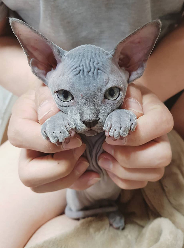 Cute grey sphynx kitty in person's hands