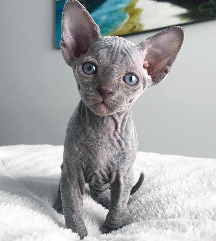 Sphynx kitten standing on a soft light blanket