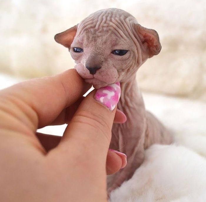 Woman touching tiny sphynx kitten