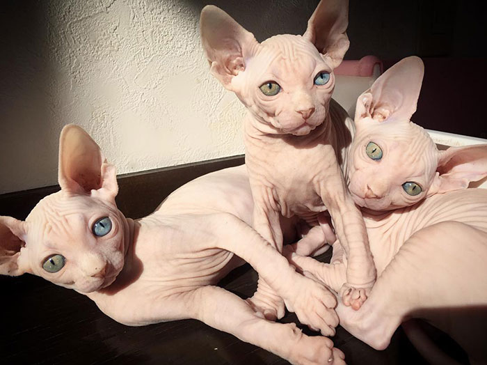 Three sphynx cats