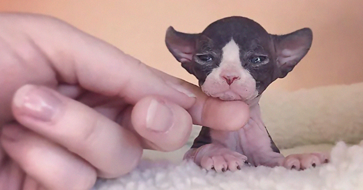 30 Adorable Sphynx Kittens to Make You Absolutely Obsessed With Them30 Adorable Sphynx Kittens to Make You Absolutely Obsessed With Them
