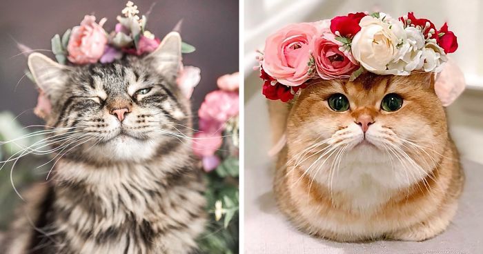 This Artist Is Making Flower Crowns For Animals And They Look Majestic