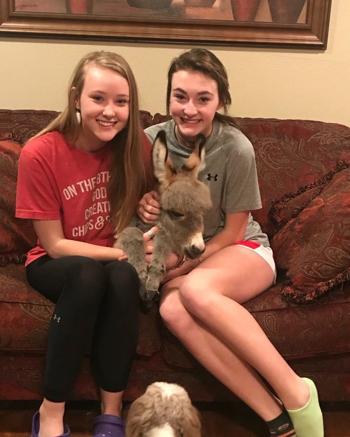 Teen Becomes Mom To Baby Donkey And It Changed Both Of Their Lives