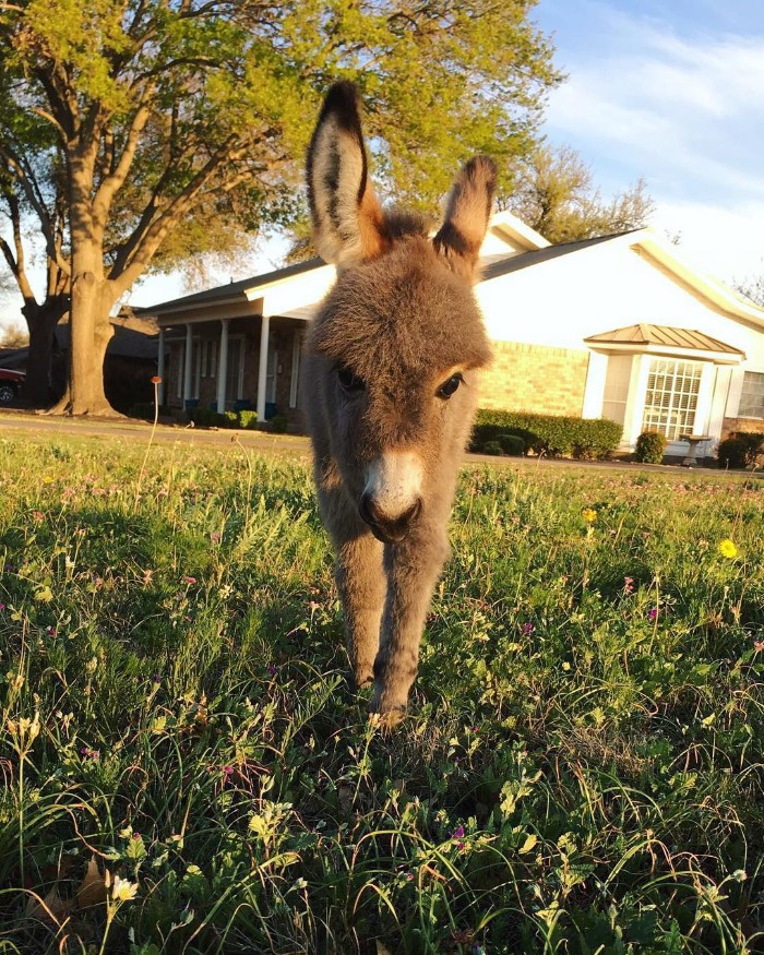 Teen Becomes Mom To Baby Donkey And It Changed Both Of Their Lives