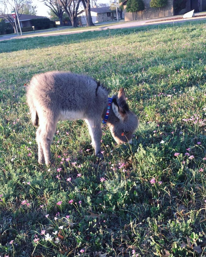 Teen Becomes Mom To Baby Donkey And It Changed Both Of Their Lives