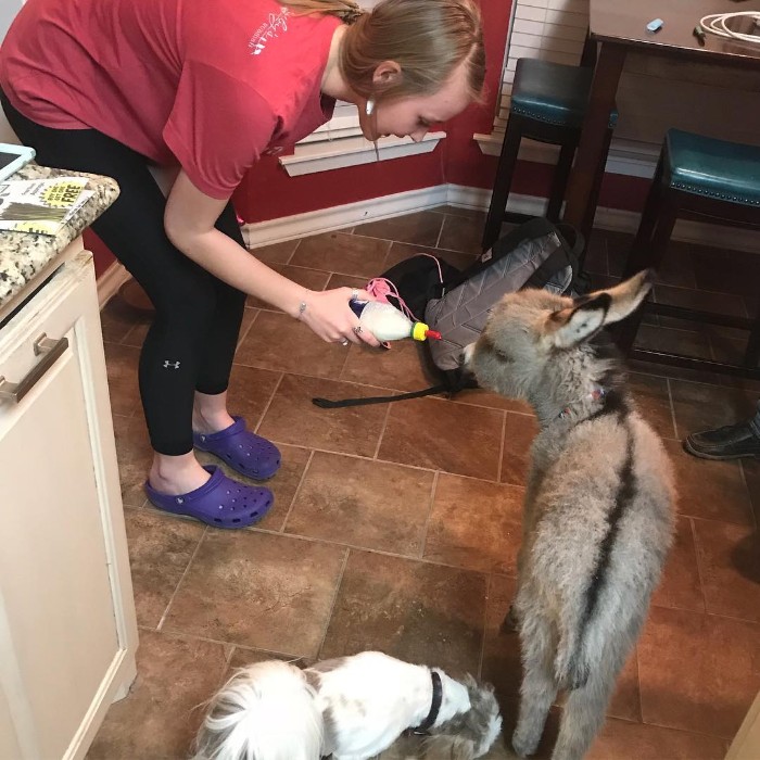 Teen Becomes Mom To Baby Donkey And It Changed Both Of Their Lives Teen Becomes Mom To Baby Donkey And It Changed Both Of Their Lives