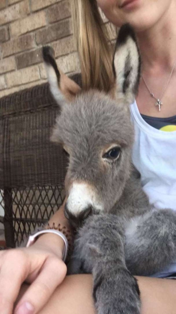 Teen Becomes Mom To Baby Donkey And It Changed Both Of Their Lives Teen Becomes Mom To Baby Donkey And It Changed Both Of Their Lives