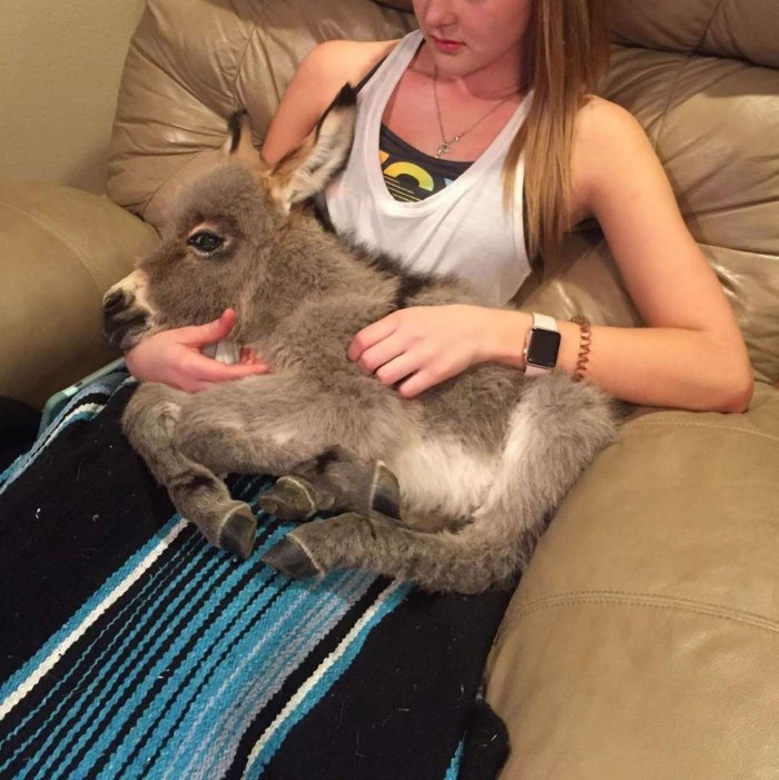 Teen Becomes Mom To Baby Donkey And It Changed Both Of Their Lives