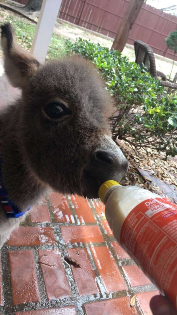 Teen Becomes Mom To Baby Donkey And It Changed Both Of Their Lives Teen Becomes Mom To Baby Donkey And It Changed Both Of Their Lives