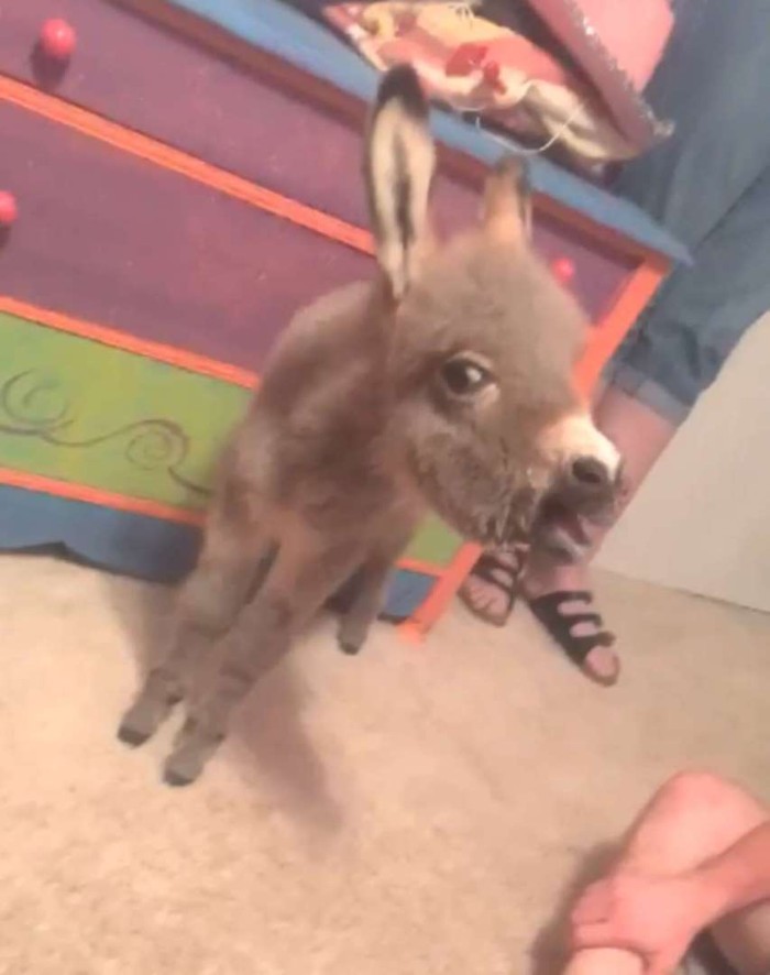 Teen Becomes Mom To Baby Donkey And It Changed Both Of Their Lives