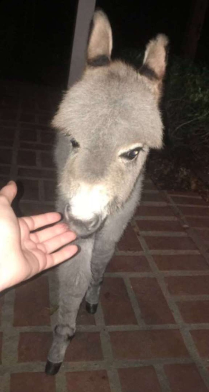 Teen Becomes Mom To Baby Donkey And It Changed Both Of Their Lives Teen Becomes Mom To Baby Donkey And It Changed Both Of Their Lives