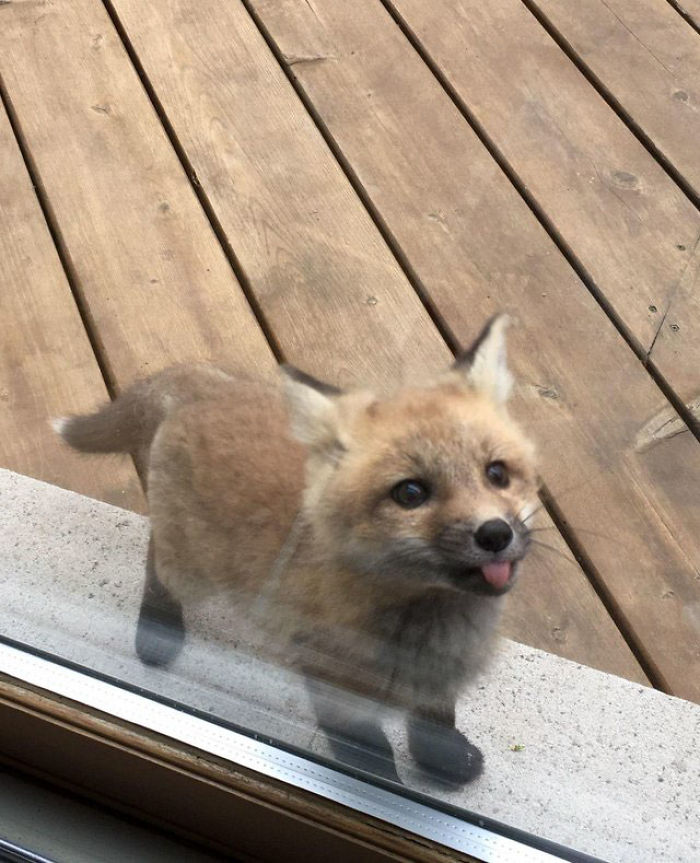Baby Foxes Show Up At Person's House And Their Pics Are Adorable Baby Foxes Show Up At Person's House And Their Pics Are Adorable