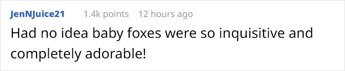 Baby Foxes Show Up At Person's House And Their Pics Are Adorable