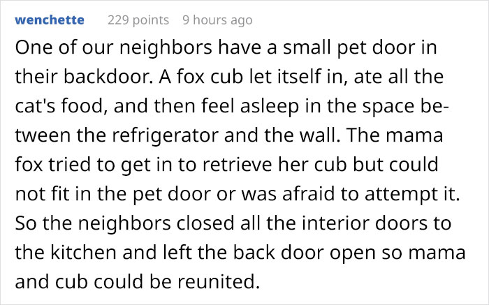 Baby Foxes Show Up At Person's House And Their Pics Are Adorable