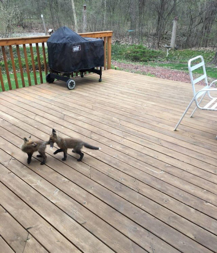 Baby Foxes Show Up At Person's House And Their Pics Are Adorable Baby Foxes Show Up At Person's House And Their Pics Are Adorable