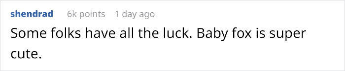 Baby Foxes Show Up At Person's House And Their Pics Are Adorable