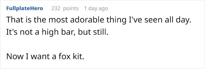 Baby Foxes Show Up At Person's House And Their Pics Are Adorable Baby Foxes Show Up At Person's House And Their Pics Are Adorable