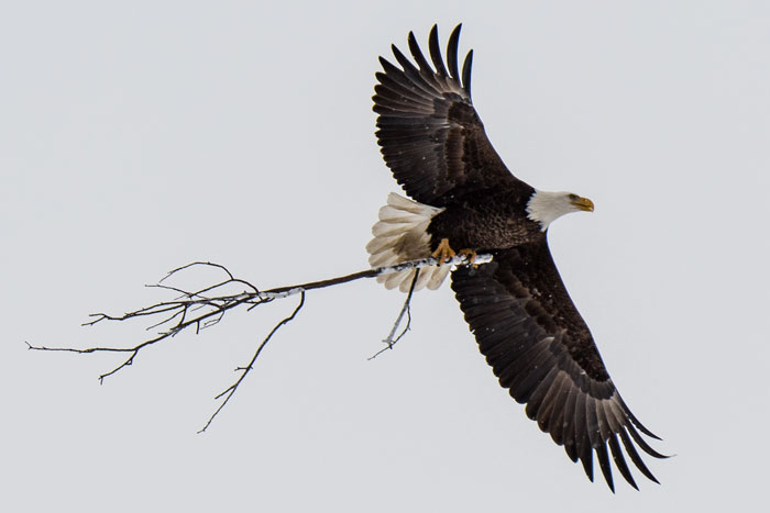 Bald Eagles Are Carrying Trash From A Landfill To Seattle Suburbs And People Don't Know What To Do About It