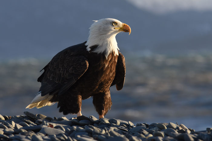 Bald Eagles Are Carrying Trash From A Landfill To Seattle Suburbs And People Don't Know What To Do About It Bald Eagles Are Carrying Trash From A Landfill To Seattle Suburbs And People Don't Know What To Do About It