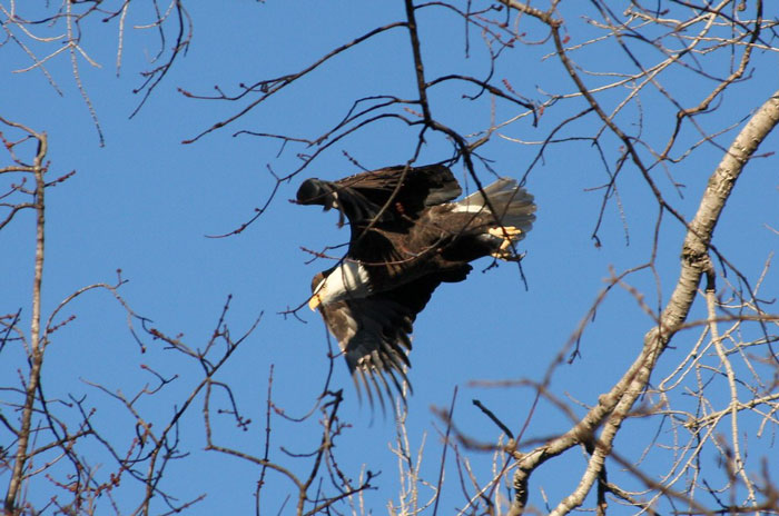Bald Eagles Are Carrying Trash From A Landfill To Seattle Suburbs And People Don't Know What To Do About It Bald Eagles Are Carrying Trash From A Landfill To Seattle Suburbs And People Don't Know What To Do About It