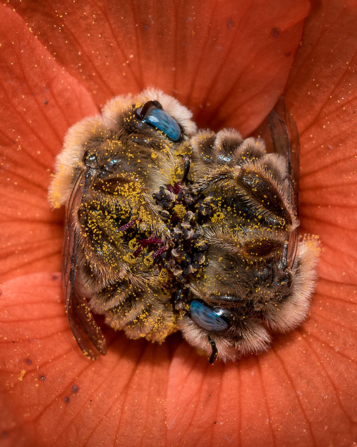 Turns Out, There’s A Bee Species That Sleep In Flowers And It’s As Cute As It Sounds Turns Out, There’s A Bee Species That Sleep In Flowers And It’s As Cute As It Sounds