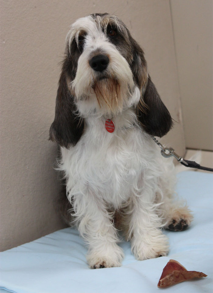 Old, Unwanted Dog Was About To Be 'Gassed' In Shelter, But When Someone Offered To Save It, Owner Demanded $450