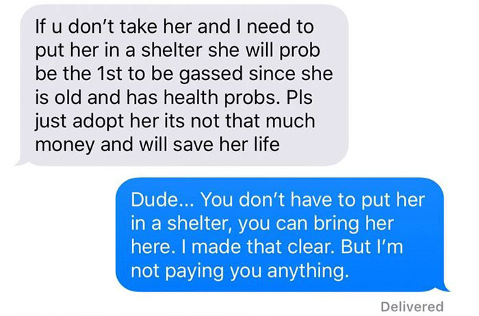 Old, Unwanted Dog Was About To Be 'Gassed' In Shelter, But When Someone Offered To Save It, Owner Demanded $450