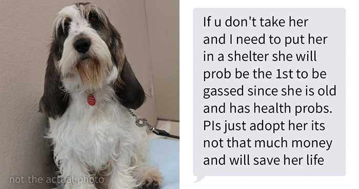 Old, Unwanted Dog Was About To Be ‘Gassed’ In Shelter, But When Someone Offered To Save It, Owner Demanded $450
